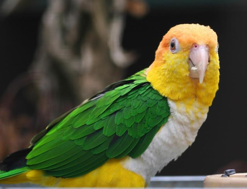 SaffronBird's profile picture. 