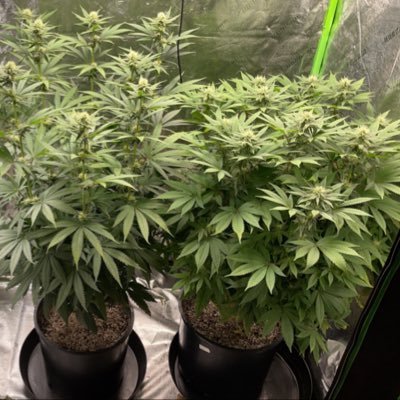 CryptoSmoke369's profile picture. 