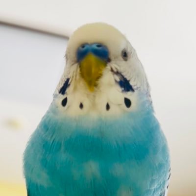 働き方とかお仕事のお困りごと/転職とかキャリアについて考えた時/ #社会保険労務士 / #キャリアコンサルタント / #両立支援コーディネーター / MR 15年 /人事(採用・労務)16年 / スタートアップ支援/バイオベンチャー /心の友はインコさん