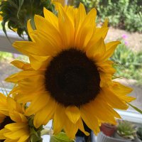 Karen Sullivan (@kjsullivan64) 's Twitter Profile Photo Karen Sullivan (@kjsullivan64) 's Twitter Profile Photo