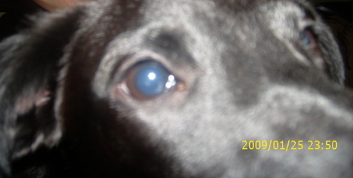 AnTiOXidAnTz's profile picture. 