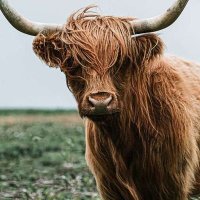 hoywoj - aushoywoj.bsky.social (@aushoywoj) 's Twitter Profile Photo hoywoj - aushoywoj.bsky.social (@aushoywoj) 's Twitter Profile Photo