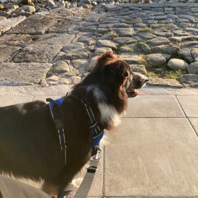 🏴Gained my angel wings Oct 2022, I’m now a very impawtant greeter up here in heaven. My bruv is Wesley, and he rescued mum April 23