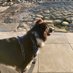 wee angel dug ๐ and Wesley MacBraw (@finn_lynne) Twitter profile photo wee angel dug ๐ and Wesley MacBraw (@finn_lynne) Twitter profile photo