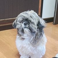 keiji🦁👑 (@gutitohansei) 's Twitter Profile