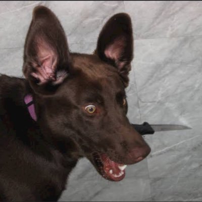 wif_KNFE's profile picture. 🐶🔪 Building a strong, rich community one step at a time! 🐶🔪 
                    All the links you need:  https://t.co/YX0d2JqWKU