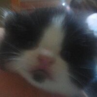 Reisen㈱魚拓 (@zero2100000) Twitter profile photo