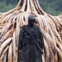 Venus (@guerillav7) 's Twitter Profile Photo