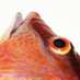 YesFish (@yesfish321) Twitter profile photo YesFish (@yesfish321) Twitter profile photo