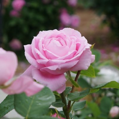 Copa12nskd's profile picture. 