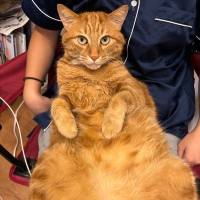 ojikinojp's profile picture. 