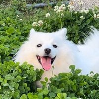 Midori🍀とShiro🐶 (@midorito_shiro) 's Twitter Profile Photo Midori🍀とShiro🐶 (@midorito_shiro) 's Twitter Profile Photo