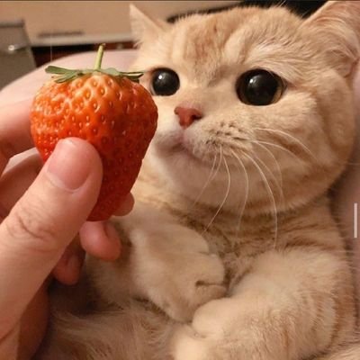 ♥️🍓🎒 Is dying but still love your art :Dさんのプロフィール画像