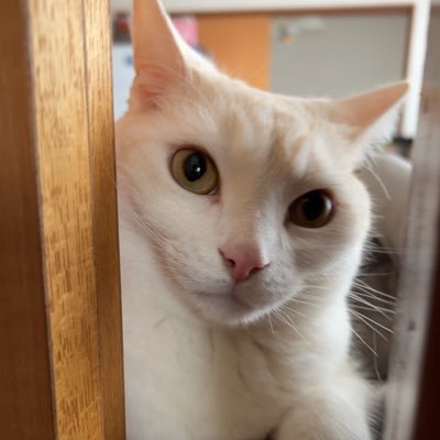 イナ。さんのプロフィール画像