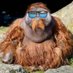 RangTang Studios (@rangtangstudios) Twitter profile photo RangTang Studios (@rangtangstudios) Twitter profile photo