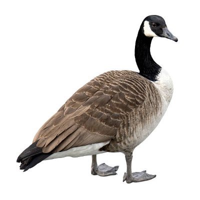 goosesentinel's profile picture. 