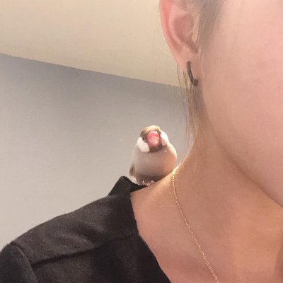 Yubbyyy's profile picture. 昔撮ってた写真＆文鳥生活の今🐦
🎂2023.12.25 京ちゃん
たぶん女の子