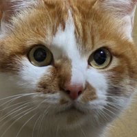 でんねこ12 (@dentoraneko) 's Twitter Profile Photo
