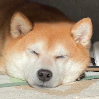 柴犬朧ちゃん（うきちゃん） (@ukichan403) Twitter profile photo