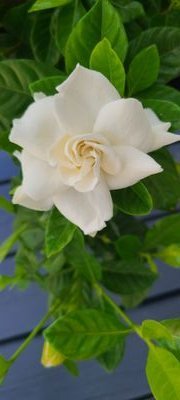 PamSull91731443's profile picture. 