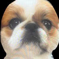 むちゃん ペキニーズ (@minmin_811) 's Twitter Profile