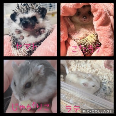 ༒𝙈𝙀𝙂𝙐𝙈𝙄༒さんのプロフィール画像