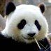 Lingzhi Luo (@evlbluo) Twitter profile photo Lingzhi Luo (@evlbluo) Twitter profile photo