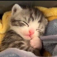 happynkcell🌈 (@happynkcellhand) 's Twitter Profile