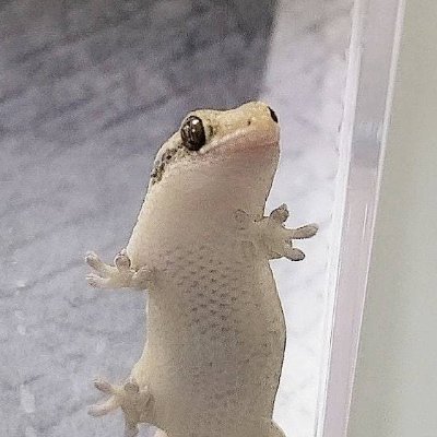 _silicagel's profile picture. 