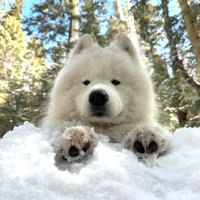 Andrew (@apetersentrade) 's Twitter Profile