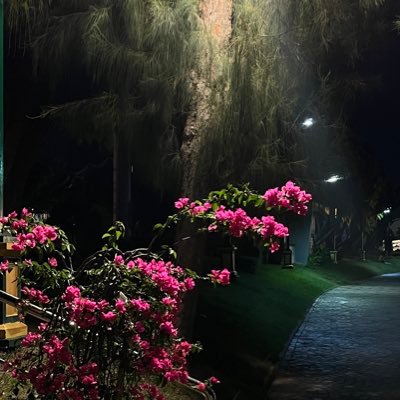 littleflowerrz's profile picture. 