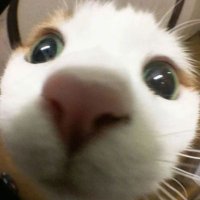 🐱 Gatitos que curan tu depresión 🐱(@gatitos_qctd) 's Twitter Profile Photo