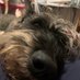 It’s a Schnauzer Life (@itsaschnzrlife) Twitter profile photo