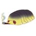 Orxatilla Isopod Guy (@orxatillaisopod) Twitter profile photo Orxatilla Isopod Guy (@orxatillaisopod) Twitter profile photo