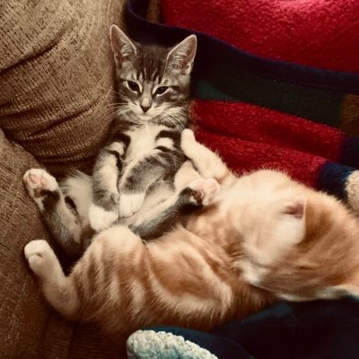 cdn_butter's profile picture. Lurker. Strange relationship with social media #yeg. #letsgooilers #goelks