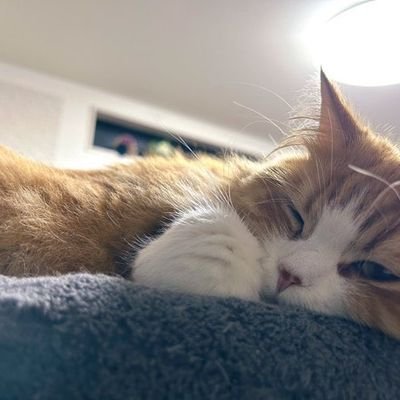 ryo4684's profile picture. ツイッター初心者です👏
私は日本と四季が大好きです🌞
お互いを知るために、フォロー👏戻ってください❣️