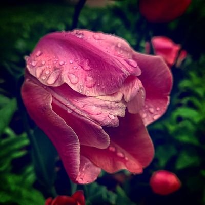 TurbulentFuture's profile picture. And what would humans be without love?
RARE, said Death.

~ Terry Pratchett