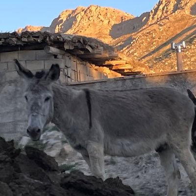 ElnazRezae88235's profile picture. 