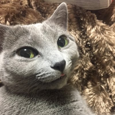 tom_DDOji's profile picture. 悲しき在宅民関西のおっさん。推しさん達⇒ Qu♡Aly💚甘口山葵ちゃん(最推しの噂あり) _/_神様の言う通り💙屑飼つみきちゃん_/_ギミック💜海月廻ちゃん____※コミュ障なおっさんですが無言フォロー歓迎