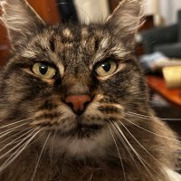 Sherry Brown (@sherrymeekbrown) 's Twitter Profile