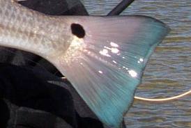 Finding and Sharing the hot spots for Tampa Bay fishing. If you have any hot spots our pictures you would like to share email them to tbflatsfishing@Yahoo.com.