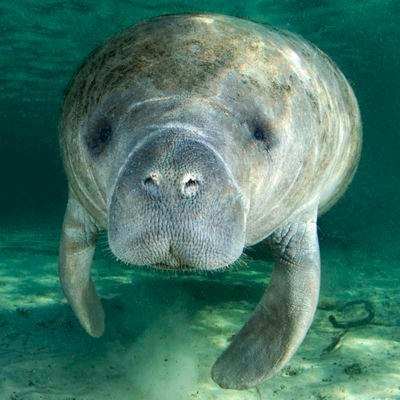 Manatee_potato's profile picture. 