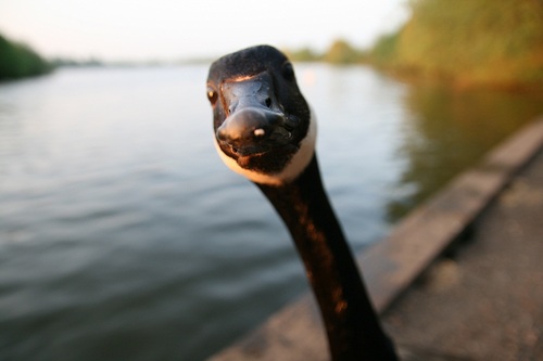 RAS_chris's profile picture. 