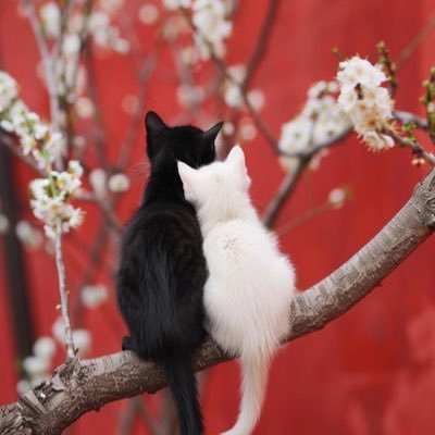 KP523renkaichan's profile picture. 