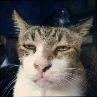 XterOwo's profile picture. uang uang uang uang uang