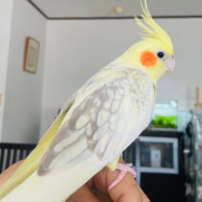 SansaStark_jp's profile picture. 佐藤駿選手全力応援専用アカ Account dedicated to supporting Figure Skater Shun Sato 🇯🇵 🐼