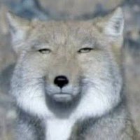 あみ (@amiamipikapika) 's Twitter Profile Photo