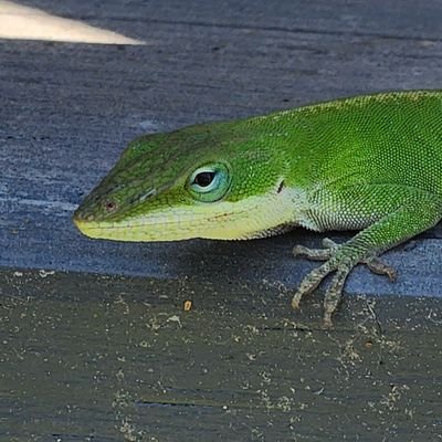 Most_Bittern's profile picture. The lizard of oz