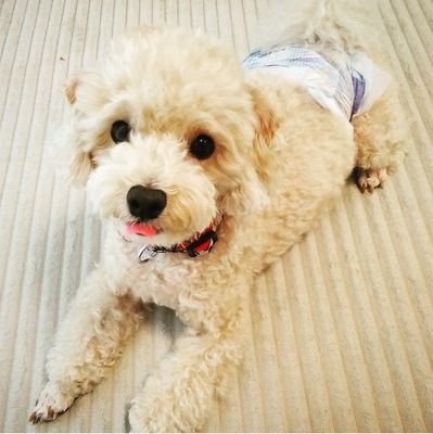 Kohakuberu575's profile picture. 個人勢！！
たまにイリアムとかで、配信したり好きなブイチューバーさんの、ことを話したりしています！！！