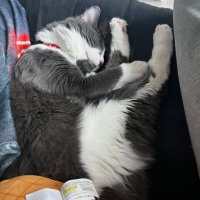 Mogoo (@mogooey1) 's Twitter Profile